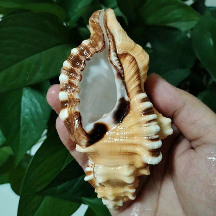 Vibrant Yellow-Orange Triton Conch Shell with Unique Black Patterns for Aquatic Decor and Photography - Très Elite