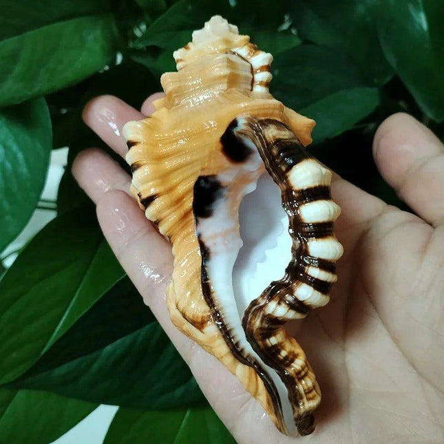 Vibrant Yellow-Orange Triton Conch Shell with Unique Black Patterns for Aquatic Decor and Photography