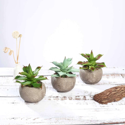 AliKopy 3-Pack Aloe Artificial Succulents in Ceramic Pots - Lifelike D