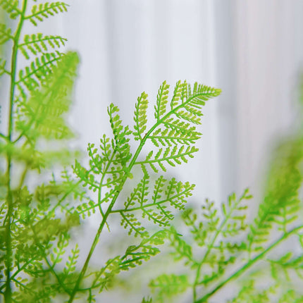 AliKopy 2 Stems Green Faux Asparagus Fern - Realistic Indoor Decor
