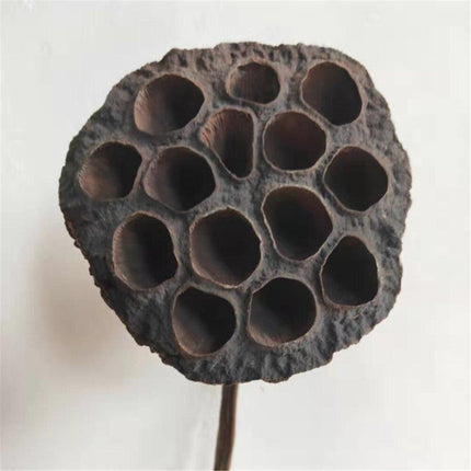 Elegant Dried Lotus Pod Set - 5 Unique Floral Ornaments