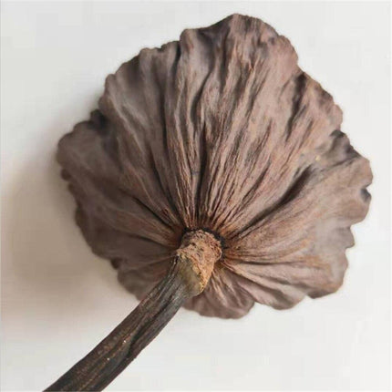 Elegant Dried Lotus Pod Set - 5 Unique Floral Ornaments
