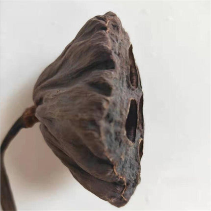 Elegant Dried Lotus Pod Set - 5 Unique Floral Ornaments