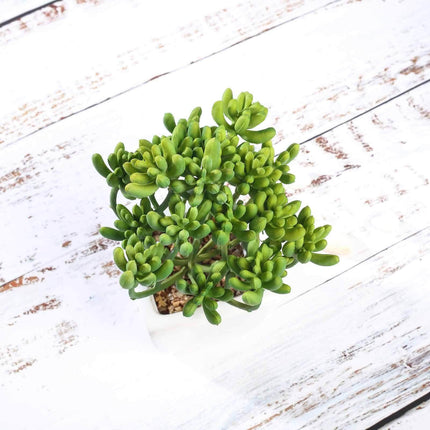 AliKopy 3-Pack Stonecrop Artificial Succulents - Lifelike Decor, 7