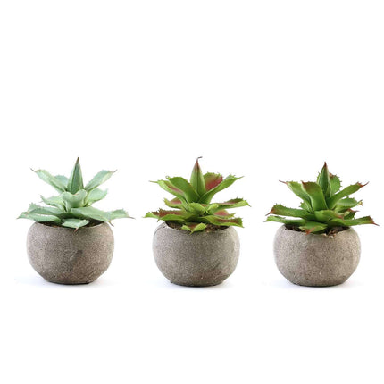 AliKopy 3-Pack Aloe Artificial Succulents in Ceramic Pots - Lifelike D