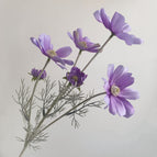 Lavender Purple