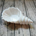 Exquisite Porcelain Conch Plate Set - Stylish Dining Essential