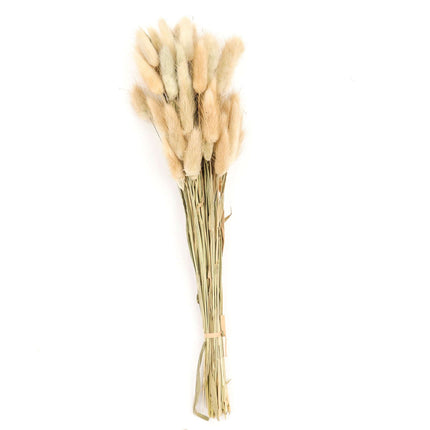 AliKopy 50-Pack Dried Bunny Tail Grass - Rustic 15" Decorative Stems