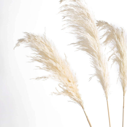 AliKopy 6 Stems Dried Pampas Grass - Off White, 32" for Boho Decor