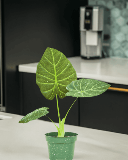 Luxe Deep Green 'Majestic Guard' Alocasia - Elegant Indoor Plant