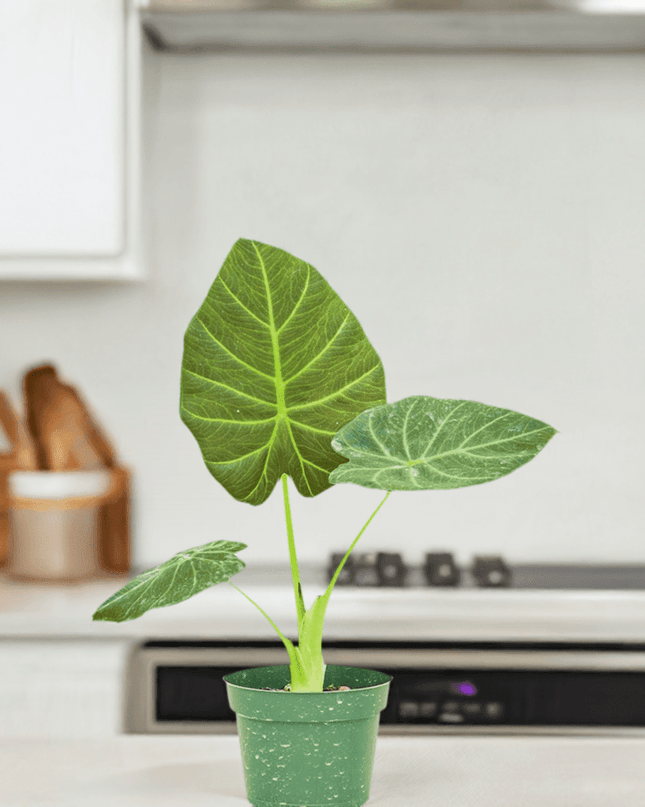 Luxe Deep Green 'Majestic Guard' Alocasia - Elegant Indoor Plant