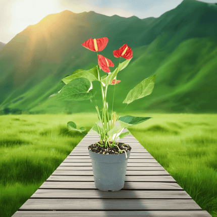 'Radiant Ruby' Dwarf Flamingo Anthurium - Lush Tropical Beauty