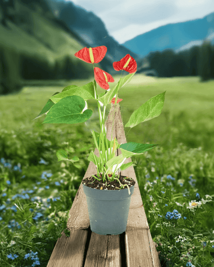 'Radiant Ruby' Dwarf Flamingo Anthurium - Lush Tropical Beauty