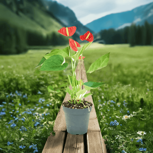 'Radiant Ruby' Dwarf Flamingo Anthurium - Lush Tropical Beauty