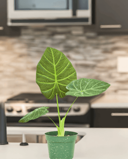 Luxe Deep Green 'Majestic Guard' Alocasia - Elegant Indoor Plant