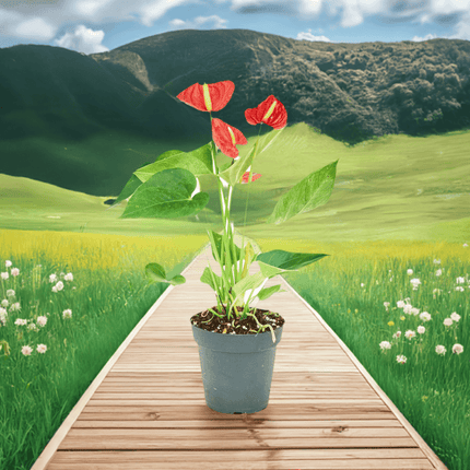 'Radiant Ruby' Dwarf Flamingo Anthurium - Lush Tropical Beauty