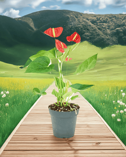 'Radiant Ruby' Dwarf Flamingo Anthurium - Lush Tropical Beauty