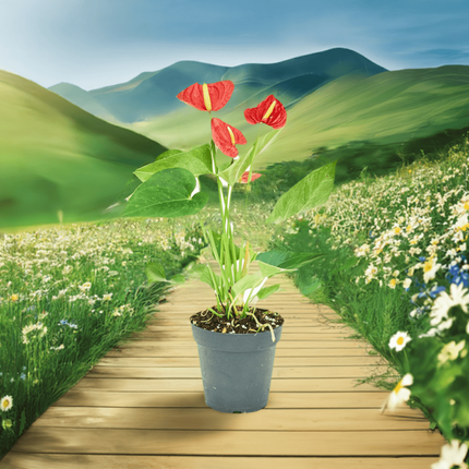 'Radiant Ruby' Dwarf Flamingo Anthurium - Lush Tropical Beauty