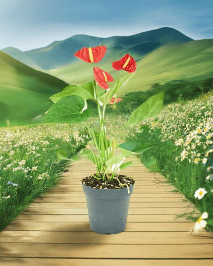 'Radiant Ruby' Dwarf Flamingo Anthurium - Lush Tropical Beauty