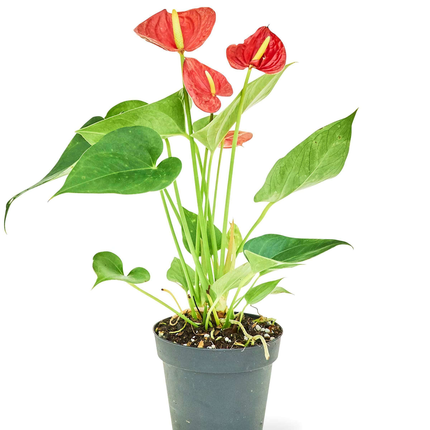 'Radiant Ruby' Dwarf Flamingo Anthurium - Lush Tropical Beauty