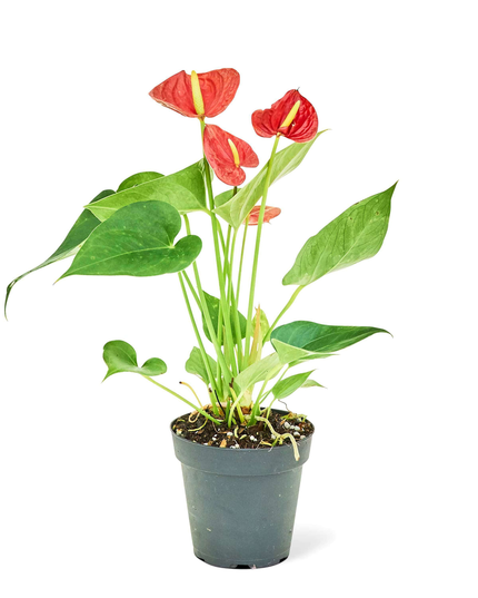 'Radiant Ruby' Dwarf Flamingo Anthurium - Lush Tropical Beauty