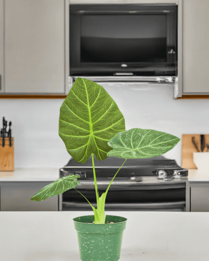 Luxe Deep Green 'Majestic Guard' Alocasia - Elegant Indoor Plant