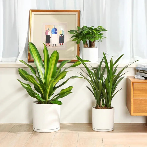 Set of 3 - Plants Glazed Finish Interior and Exterior Bonsai Flowerpot