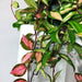 Captivating Variegated Hoya Krimson Queen Succulent - Medium Size - USA