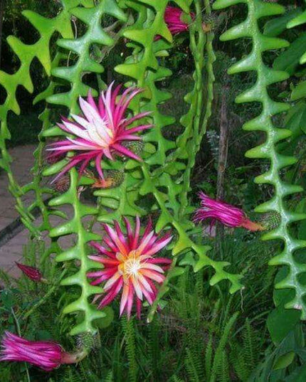 Zig-Zag Fishbone Cactus: A Unique Succulent for Your Indoor Oasis
