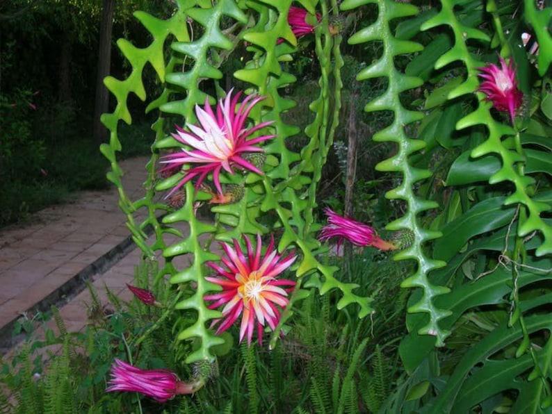 Zig-Zag Fishbone Cactus: Exotic Pet-Friendly Succulent for Indoor Gardens