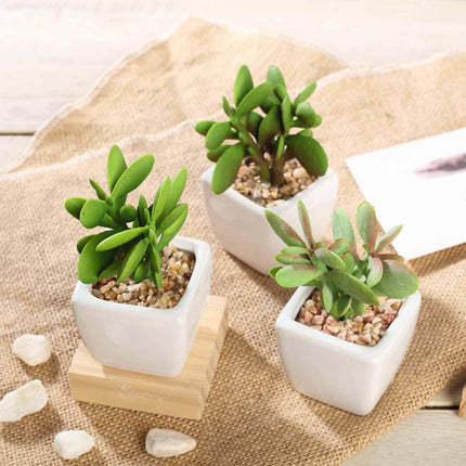 AliKopy 3-Pack Mini Jade Artificial Succulents - Lifelike Ceramic Pots