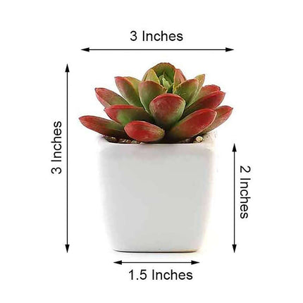 AliKopy 3-Pack Echeveria Elegans Faux Succulents in Ceramic Pots - Lif