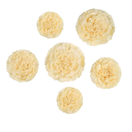 AliKopy Set of 6 Ivory Cream Giant 3D Paper Flowers - Wall Decor, 12"-