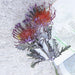 Opulent Short Branch Crab Claw Fork Pincushion Bouquet with Christmas Garland Vase