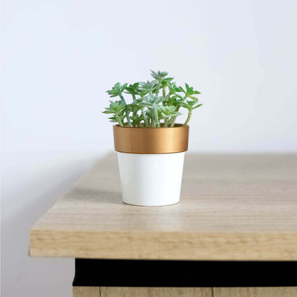 AliKopy 3-Pack Small White Flower Pots with Gold Rim - Decorative 3" P