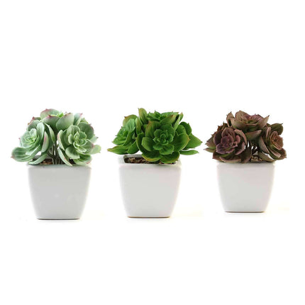 AliKopy 3-Pack Echeveria Elegans Faux Succulents in Ceramic Pots - Lif