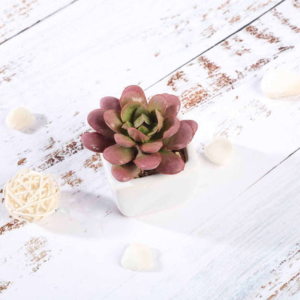 AliKopy 3-Pack Echeveria Elegans Faux Succulents in Ceramic Pots - Lif