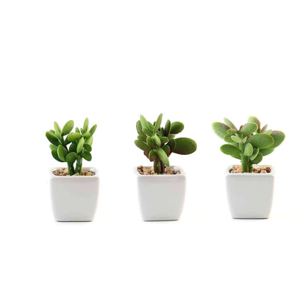 AliKopy 3-Pack Mini Jade Artificial Succulents - Lifelike Ceramic Pots