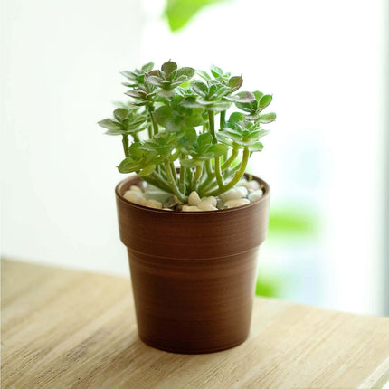 AliKopy 3-Pack Rustic Brown Small Flower Plant Pots - Durable Plastic,
