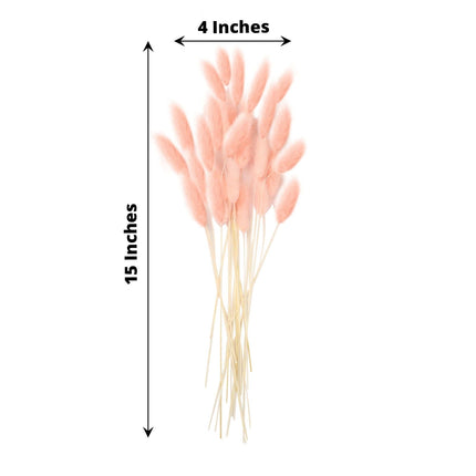 AliKopy 50-Pack Dried Bunny Tail Grass - Blush Lagurus Ovatus, 15