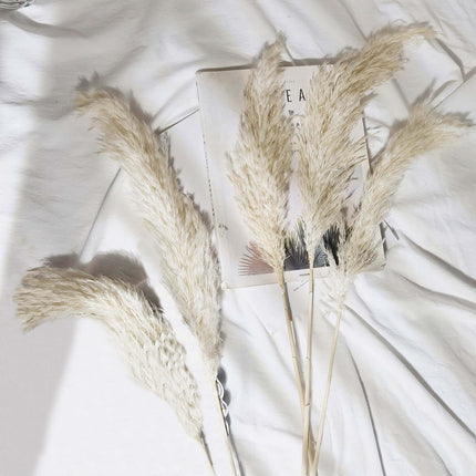 AliKopy 6 Stems Dried Pampas Grass - Off White, 32" for Boho Decor