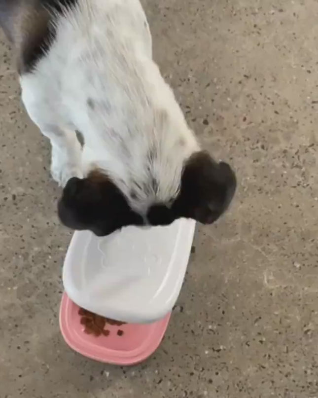 Cat Comb Massage Pet Magic Combs Hair Removal Cat And Dog Brush Pets Grooming Cleaning Supplies Scratcher - CJdropshipping.mp4