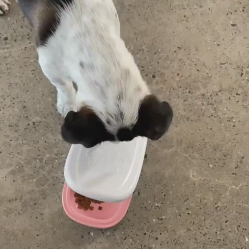 Cat Comb Massage Pet Magic Combs Hair Removal Cat And Dog Brush Pets Grooming Cleaning Supplies Scratcher - CJdropshipping.mp4