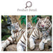 Majestic White Tiger Challenge Jigsaw Puzzle - 1000 Pieces