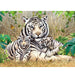 Majestic White Tiger Family 500-Piece Jigsaw Puzzle - Wildlife Elegance