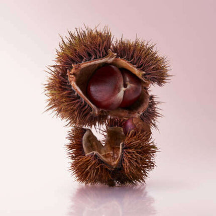 OSULLOC Marron Glace Black Tea (20 count)