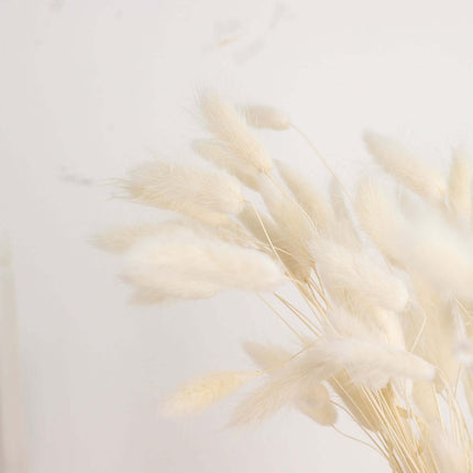 AliKopy 50-Pack Dried Bunny Tail Grass - Natural White, 15" Tall, Farm