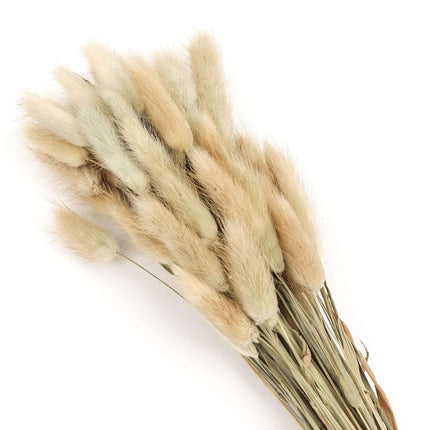 AliKopy 50-Pack Dried Bunny Tail Grass - Rustic 15" Decorative Stems