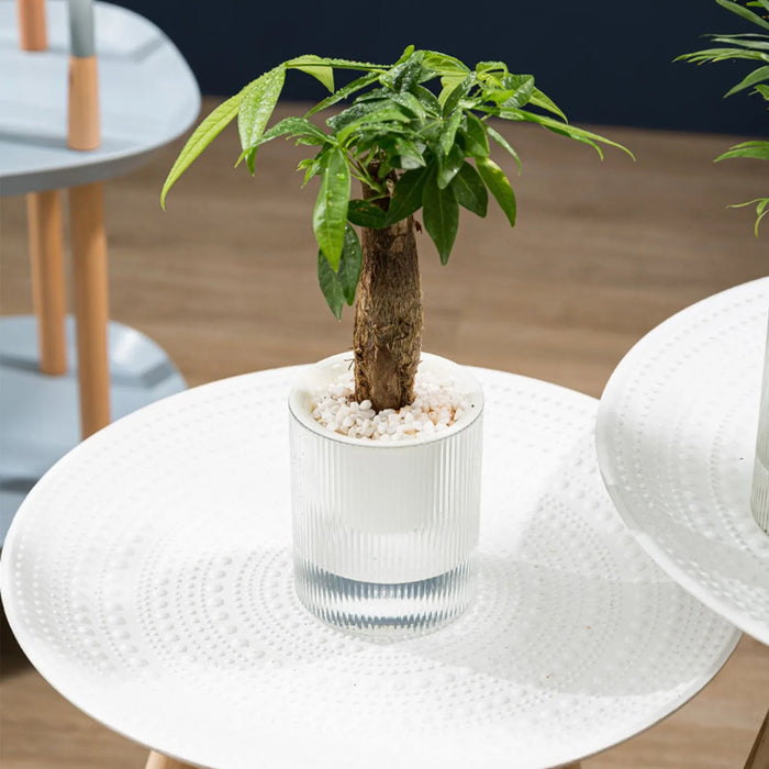 Clear Self-Watering Planter for Indoor Plants with High-Definition Monitoring