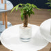 Transparent Self-Watering Indoor Planter with HD Water Level Monitoring